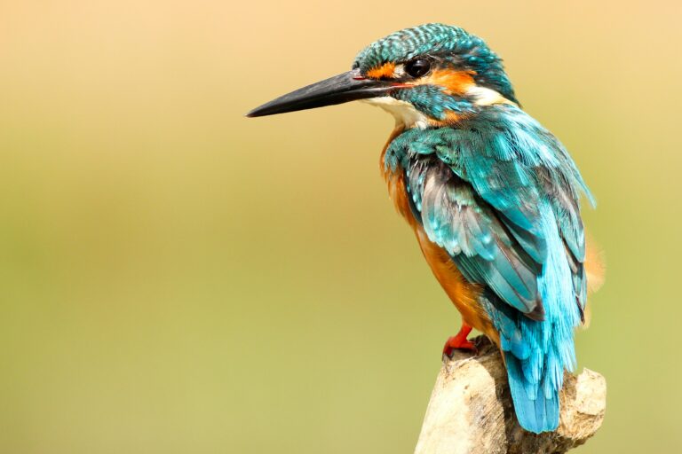 A brilliant blue and orange kingfisher looking to the left.