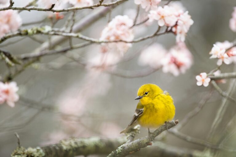 A vibrant yellow pine warbler on the branch of a flowering tree.